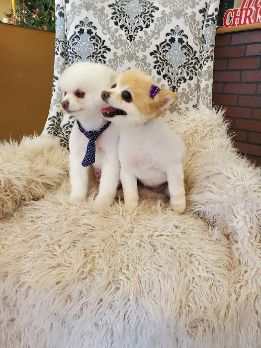 Paul's Pet Grooming 6