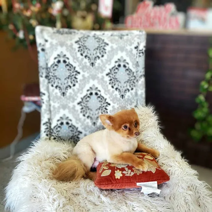 Paul's Pet Grooming 9