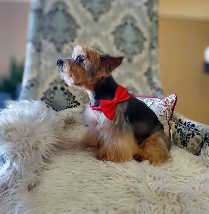 Paul's Pet Grooming 7