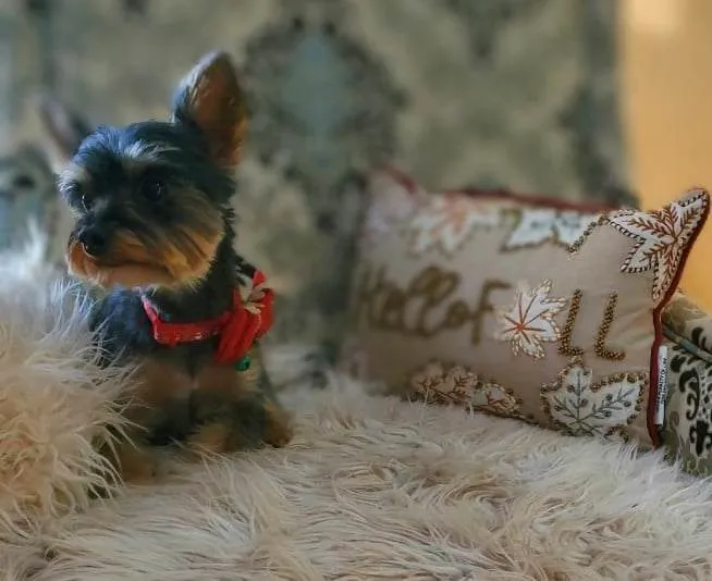 Paul's Pet Grooming 10