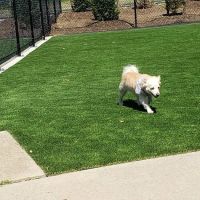Eisenhower Dog Park ico