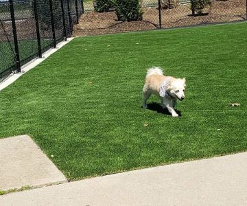 Eisenhower Dog Park