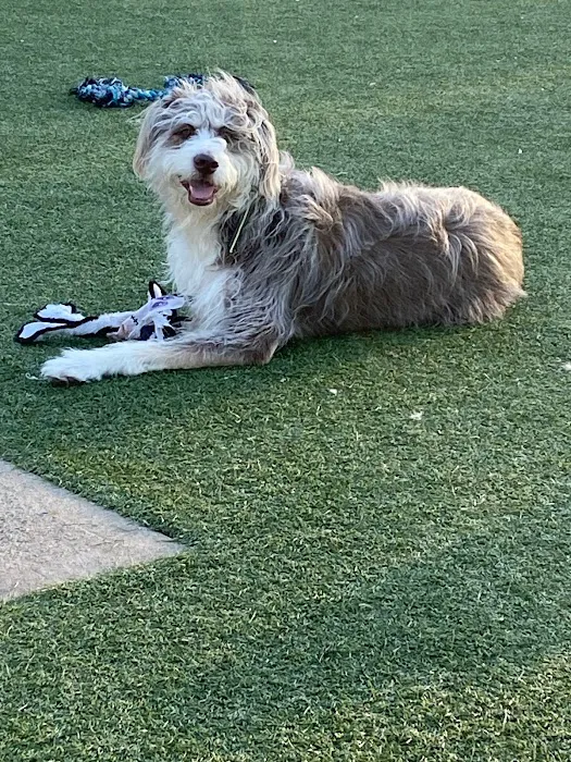 Eisenhower Dog Park 8