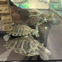 Petco ico