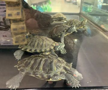 Petco