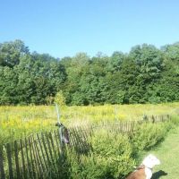 Dennis Brian Murray Dog Park ico