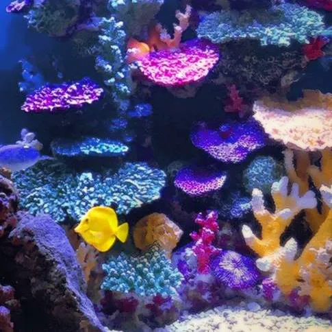 Instant Reef Aquarium Decorations 2