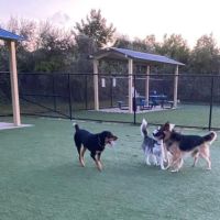 Town of Hempstead Dog Park ico