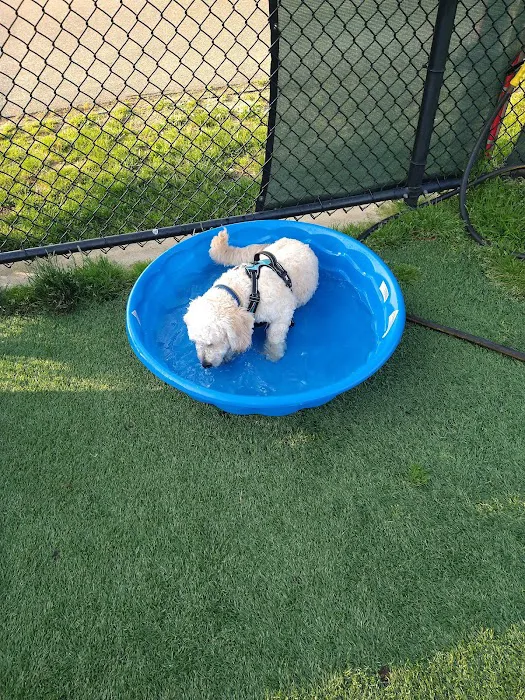 Town of Hempstead Dog Park 2