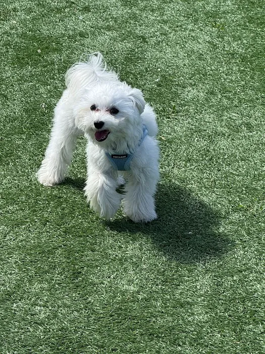 Town of Hempstead Dog Park 4