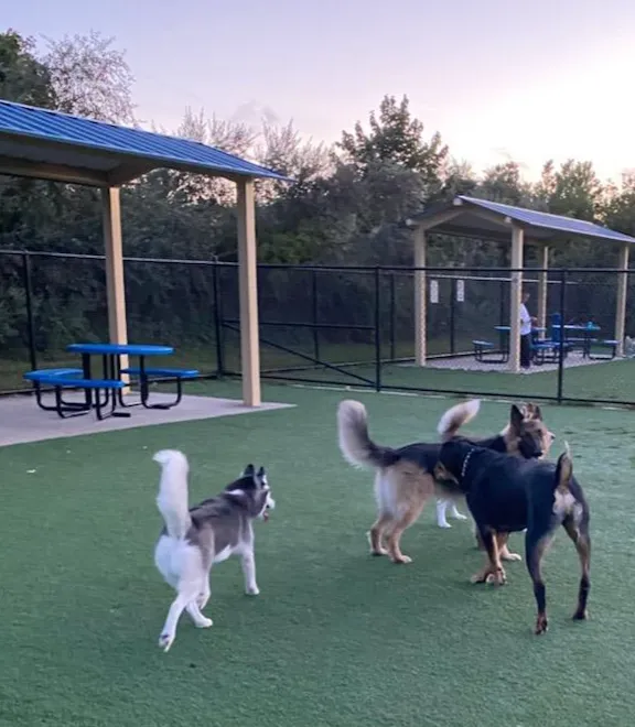 Town of Hempstead Dog Park 10