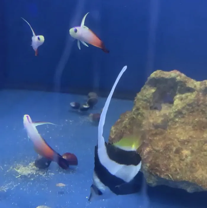 Scenic Cove Aquatics 1