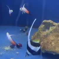 Scenic Cove Aquatics ico