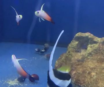 Scenic Cove Aquatics
