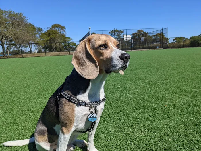 Wantagh Park Dog Run 3