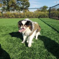 Wantagh Park Dog Run ico