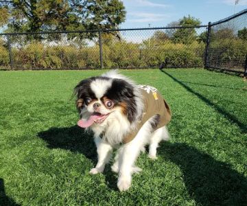 Wantagh Park Dog Run