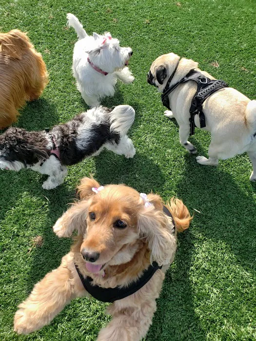 Wantagh Park Dog Run 5