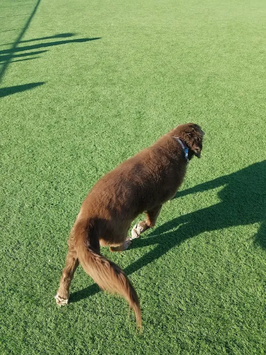Wantagh Park Dog Run 9