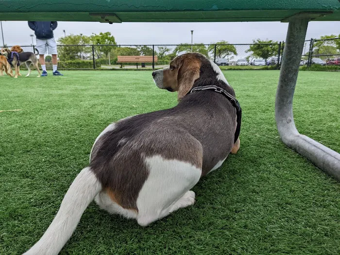 Wantagh Park Dog Run 4