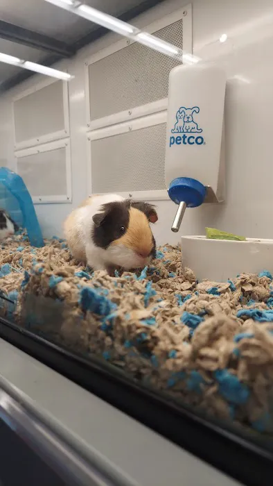 Petco 9
