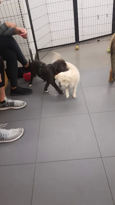 Petco 10