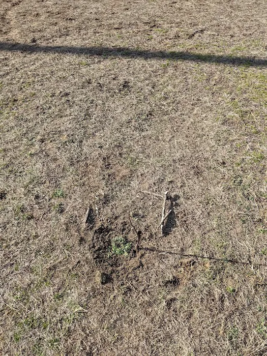 Bark Park 8