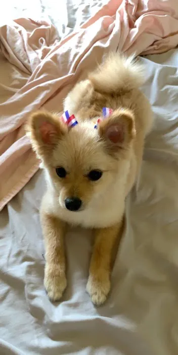 Paul's Pet Grooming Shop 5