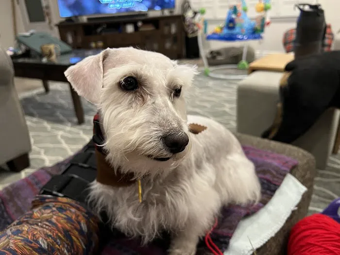 Paul's Pet Grooming Shop 2