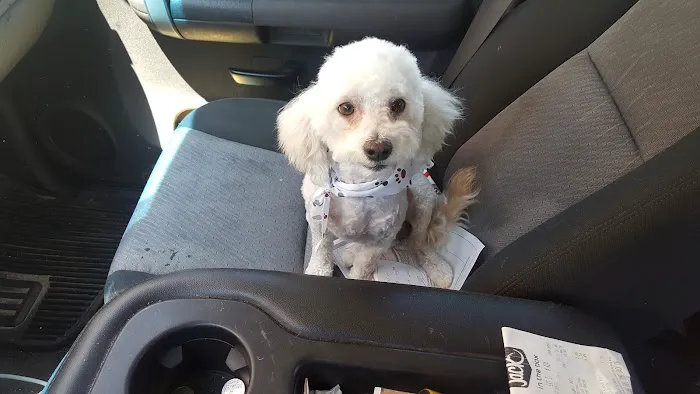 Paul's Pet Grooming Shop 4