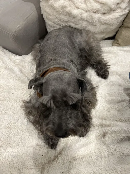 Paul's Pet Grooming Shop 8