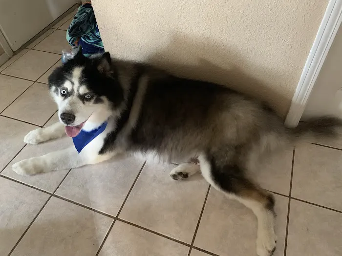 Paul's Pet Grooming Shop 9