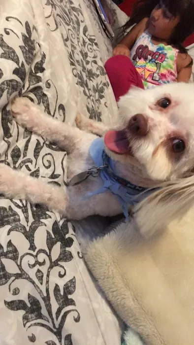 Paul's Pet Grooming Shop 7