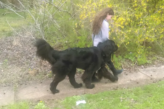 Marlboro Dog Park 4