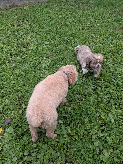 Marlboro Dog Park 8
