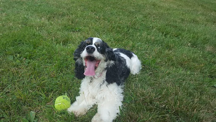 Marlboro Dog Park 9
