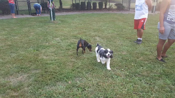 Marlboro Dog Park 10