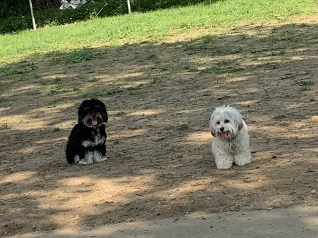 Thompson Park Off-Leash Dog Area 4