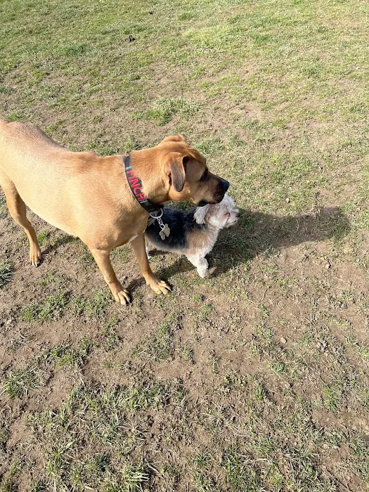Thompson Park Off-Leash Dog Area 2