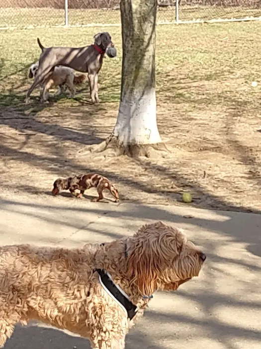 Thompson Park Off-Leash Dog Area 8