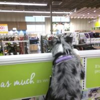 Petco ico