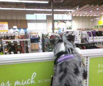 Petco