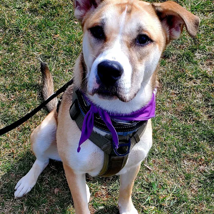 North Brunswick Dog Park 2