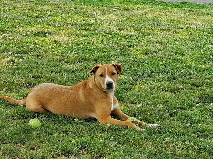 North Brunswick Dog Park 1