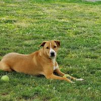 North Brunswick Dog Park ico