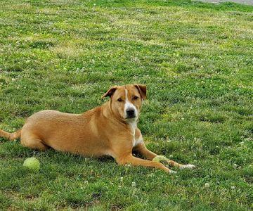 North Brunswick Dog Park
