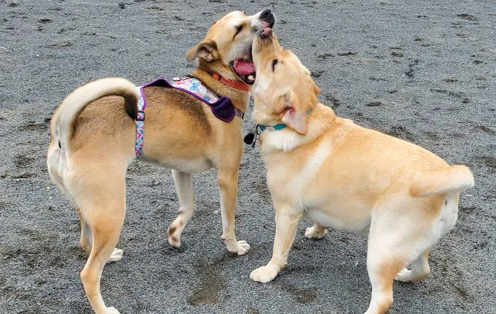 North Brunswick Dog Park 4