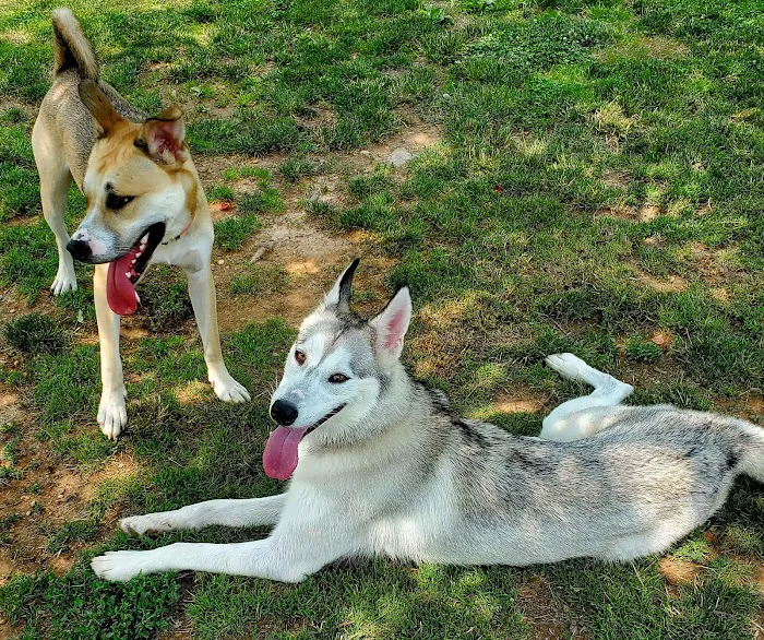 North Brunswick Dog Park 3