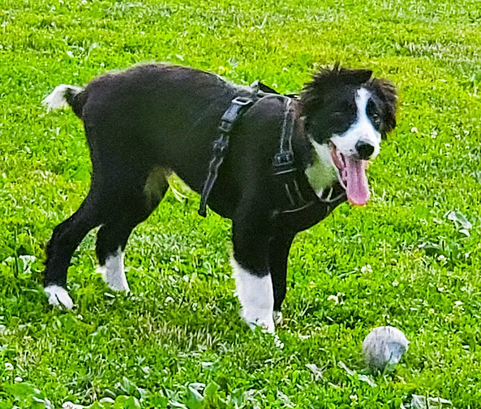 North Brunswick Dog Park 7