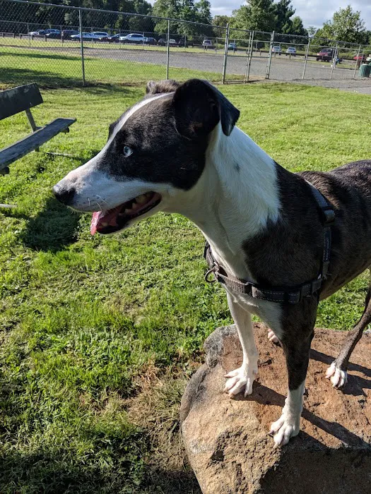 North Brunswick Dog Park 8